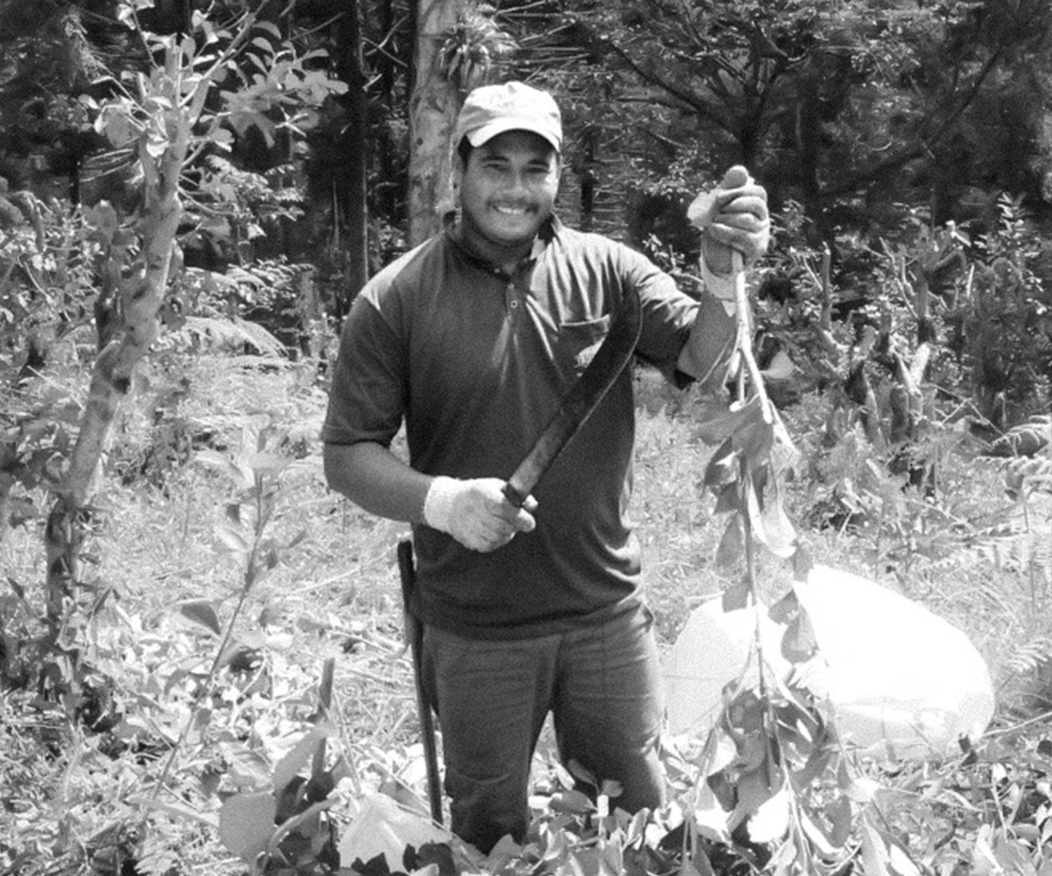 Comment est produit le maté (ou yerba maté) ?