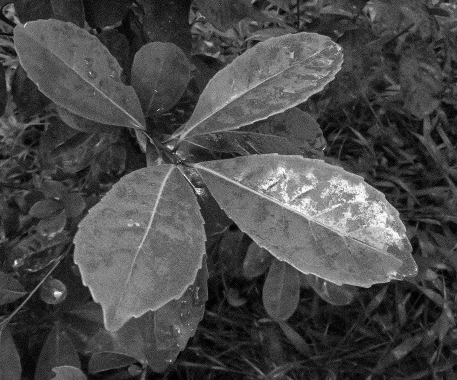 Les particularités du maté vert