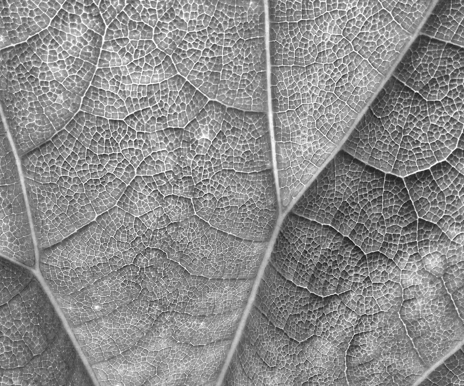 Maté : le meilleur antioxydant au monde ?