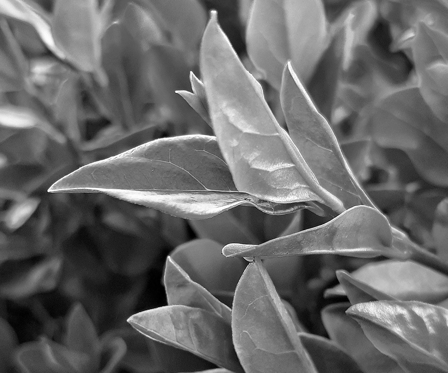 Maté composition : tout savoir